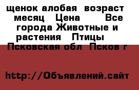 щенок алобая .возраст 1 месяц › Цена ­ 7 - Все города Животные и растения » Птицы   . Псковская обл.,Псков г.